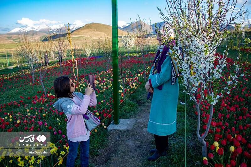 عکس/ مزرعه گلهای لاله در روستای اسپرهخون