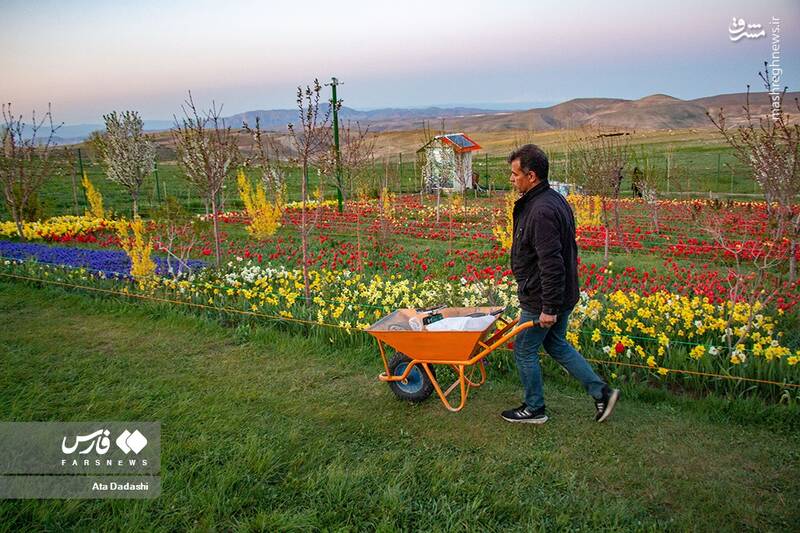 عکس/ مزرعه گلهای لاله در روستای اسپرهخون