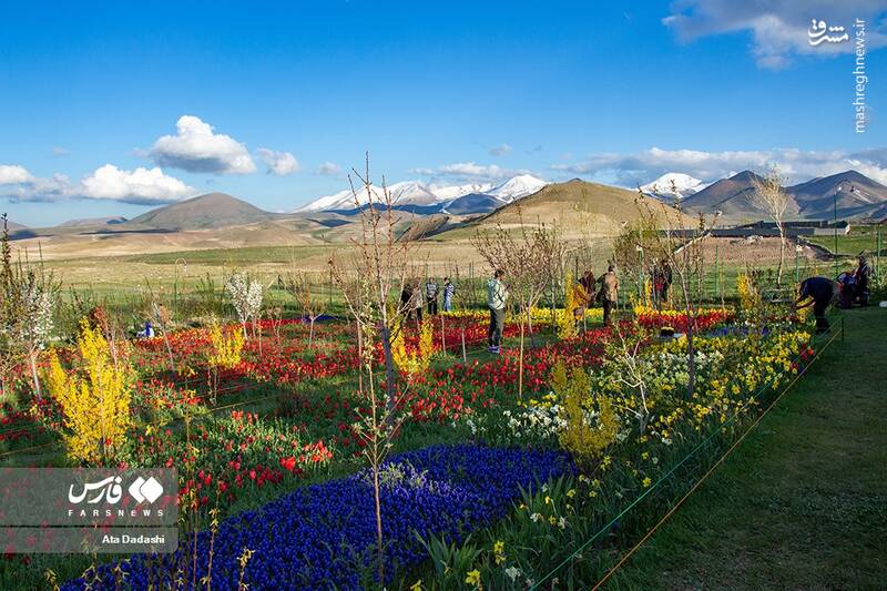 عکس/ مزرعه گلهای لاله در روستای اسپرهخون