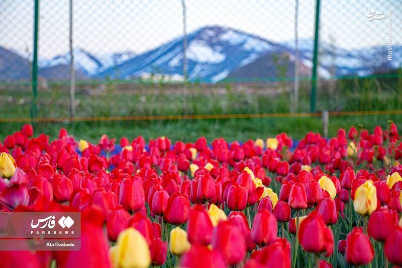 عکس/ مزرعه گلهای لاله در روستای اسپرهخون