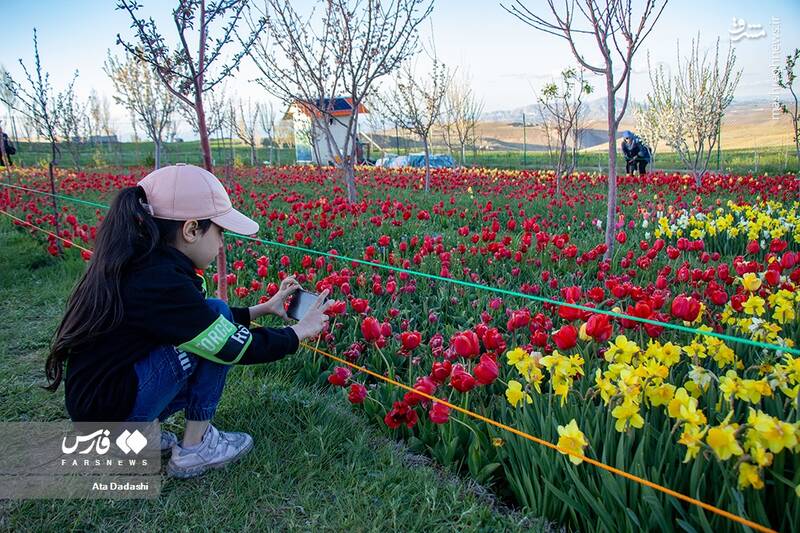 عکس/ مزرعه گلهای لاله در روستای اسپرهخون