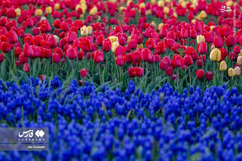 عکس/ مزرعه گلهای لاله در روستای اسپرهخون