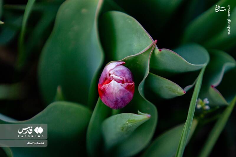 عکس/ مزرعه گلهای لاله در روستای اسپرهخون