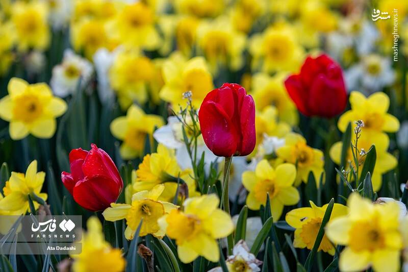 عکس/ مزرعه گلهای لاله در روستای اسپرهخون
