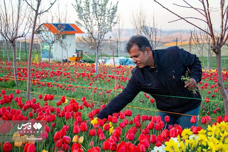 عکس/ مزرعه گلهای لاله در روستای اسپرهخون