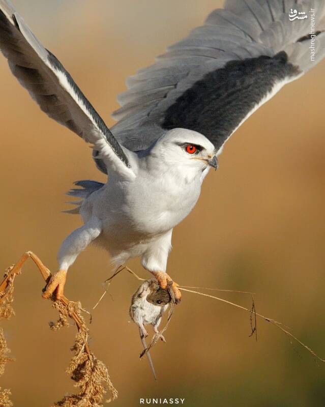 تصویری از کورکور بالسیاه در حال حمل شکار