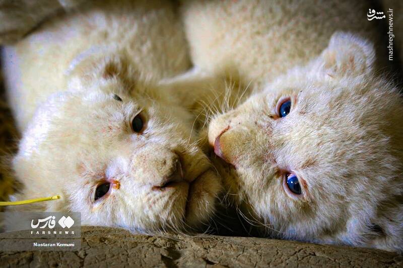 عکس / توله شیرهای 4قلو در کرج 13