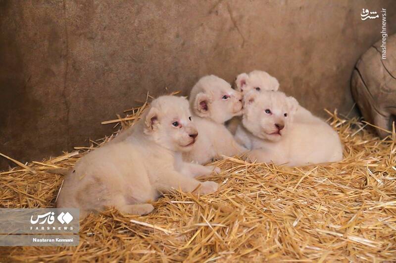عکس / توله شیرهای 4قلو در کرج 3