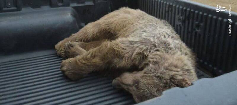 اتفاق تلخ در اردبیل/تعقیب ناجوانمردانه جان خرس قهوهای را گرفت + عکس