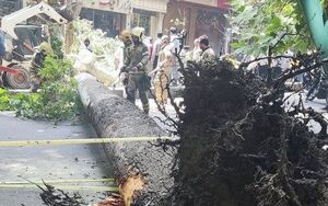 سقوط یک درخت در خیابان ولیعصر(عج)