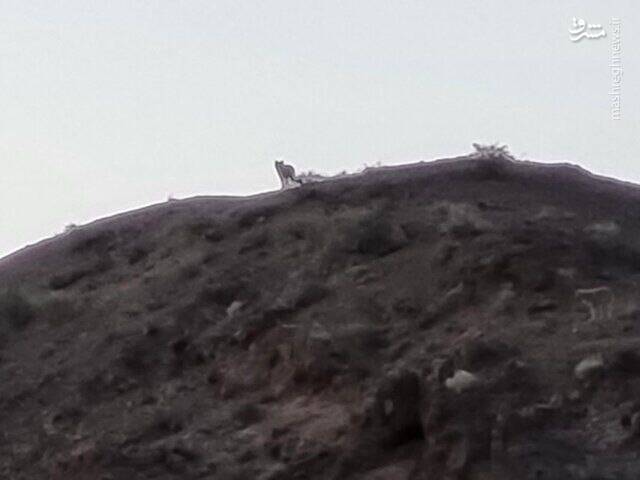 دو قلاده یوزپلنگ پس از ۱۱ سال در «جغتای» دیده شدند+ عکس