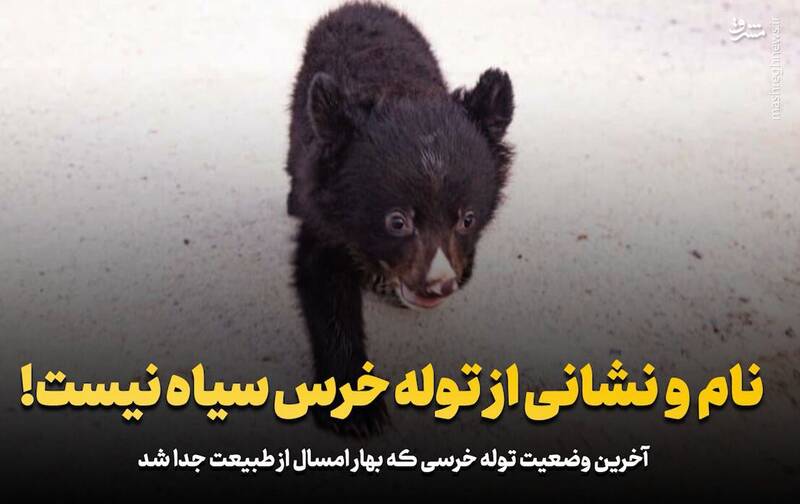 فیلم/ نام و نشانی از تولهخرس سیاه نیست!