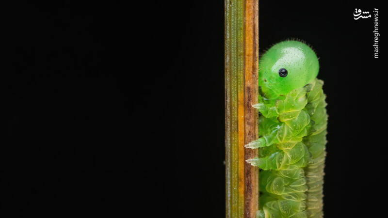 مشرق نیوز - عکس/ دنیا از نمای نزدیکتر