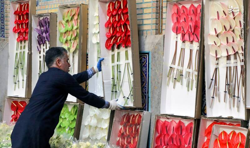 عکس/ گلآرایی ضریح رضوی با ۵۰۰ شاخه گل