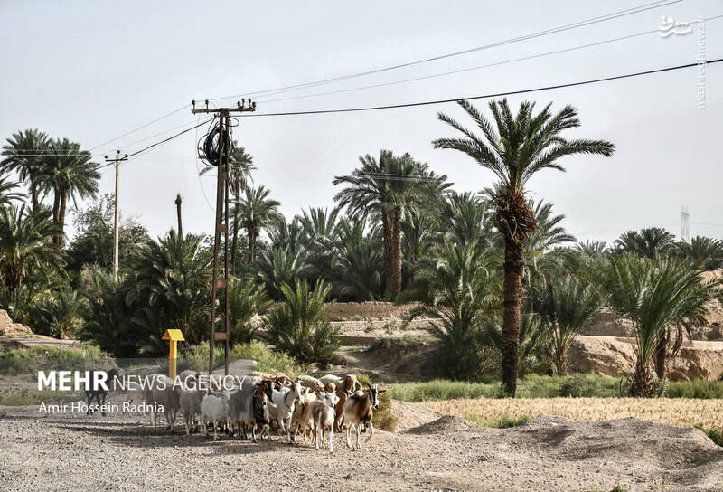 مشرق نیوز - عکس/ سرزمین نخلستانهای خرما