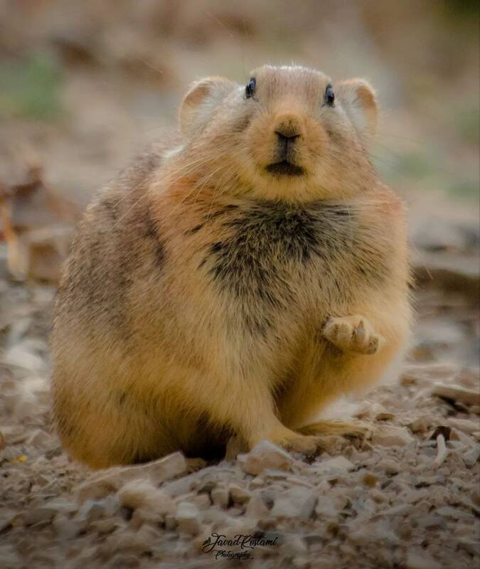 نگاه بامزه پایکا به دوربین+ عکس