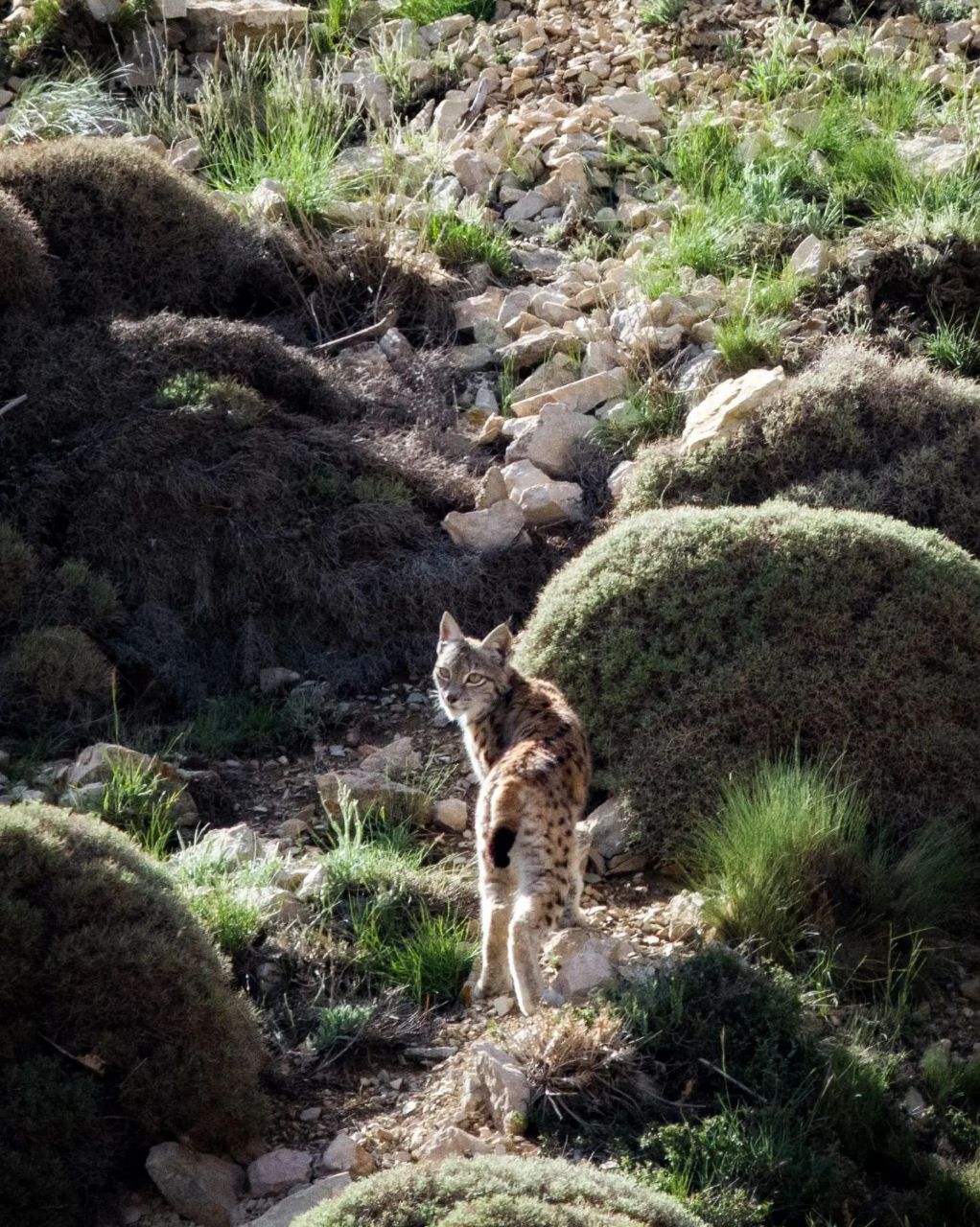 عکس/ گربهی وحشی در لاریجان روئیت شد