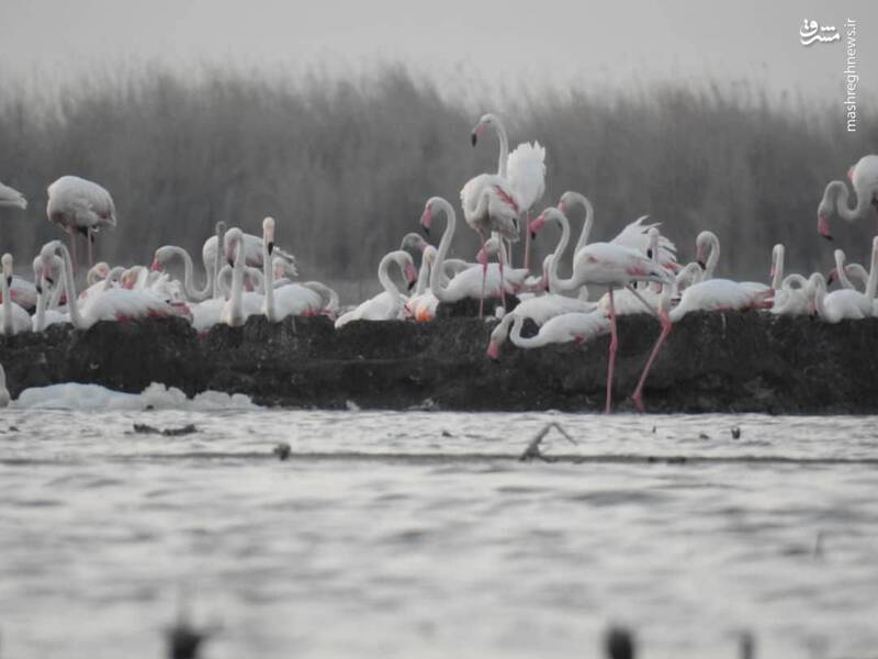 تصاویری از کلنی جوجه آوری فلامینگو ها در تالاب هورالعظیم