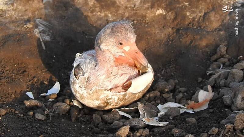 تصاویری از کلنی جوجه آوری فلامینگو ها در تالاب هورالعظیم