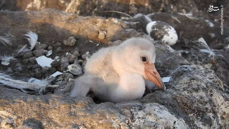 تصاویری از کلنی جوجه آوری فلامینگو ها در تالاب هورالعظیم