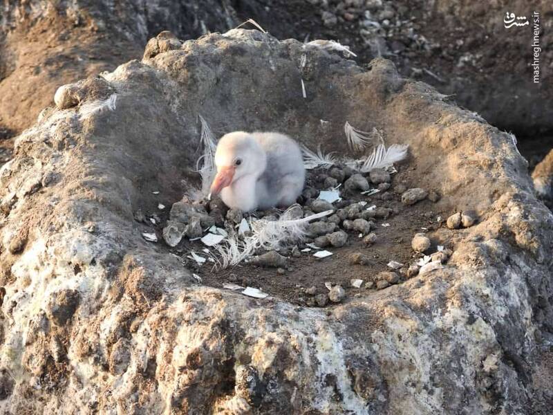 تصاویری از کلنی جوجه آوری فلامینگو ها در تالاب هورالعظیم