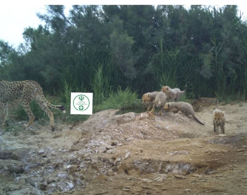 ثبت تصویری از ۵ قلاده یوزپلنگ آسیایی