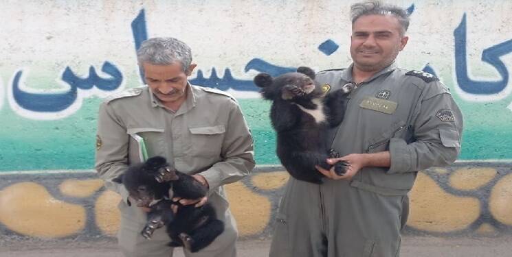 کشف ۲ توله خرس بلوچی در اتوبوس +عکس