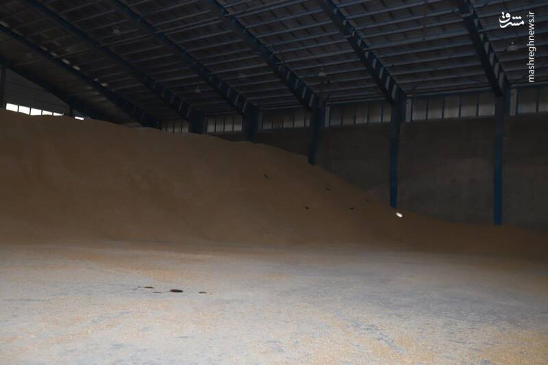 عکس/ هزاران تن ذرت فاسد شده در بندر امیرآباد