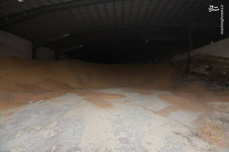 عکس/ هزاران تن ذرت فاسد شده در بندر امیرآباد