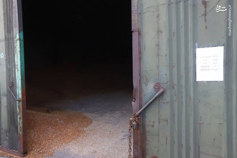 عکس/ هزاران تن ذرت فاسد شده در بندر امیرآباد