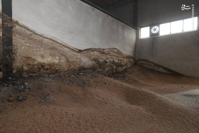 عکس/ هزاران تن ذرت فاسد شده در بندر امیرآباد