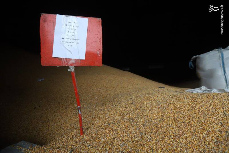 عکس/ هزاران تن ذرت فاسد شده در بندر امیرآباد