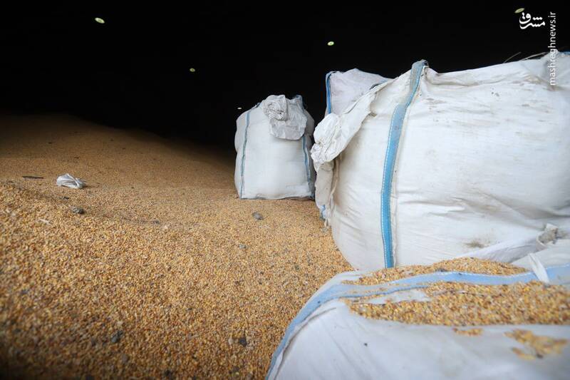 عکس/ هزاران تن ذرت فاسد شده در بندر امیرآباد