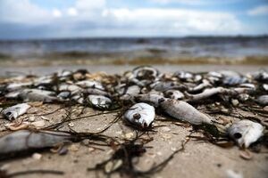 تلف شدن هزاران ماهی در ساحل تگزاس