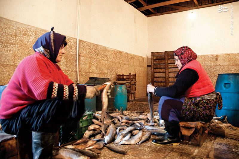 کار این افراد خفه کردن ماهی با دود است +عکس