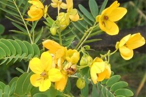 گیاهی که برای درمان یبوست معجزه میکند گیاهی که برای درمان یبوست معجزه میکند