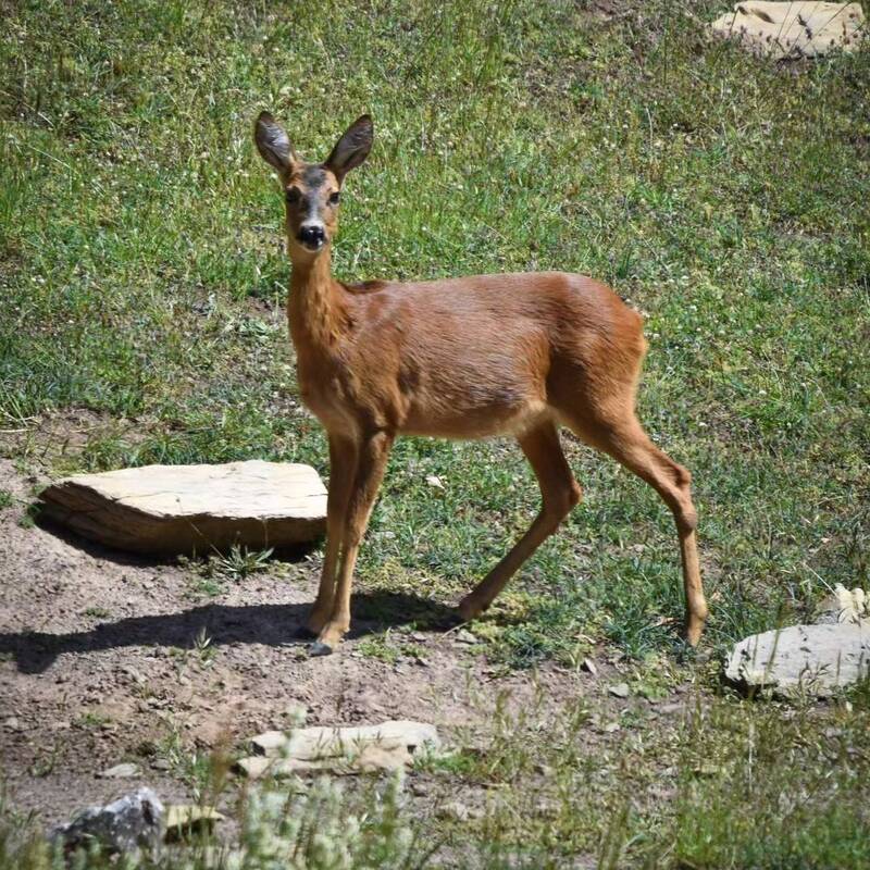نمایی خیلی نزدیک از زندگی حیوانات وحشی!+ عکس