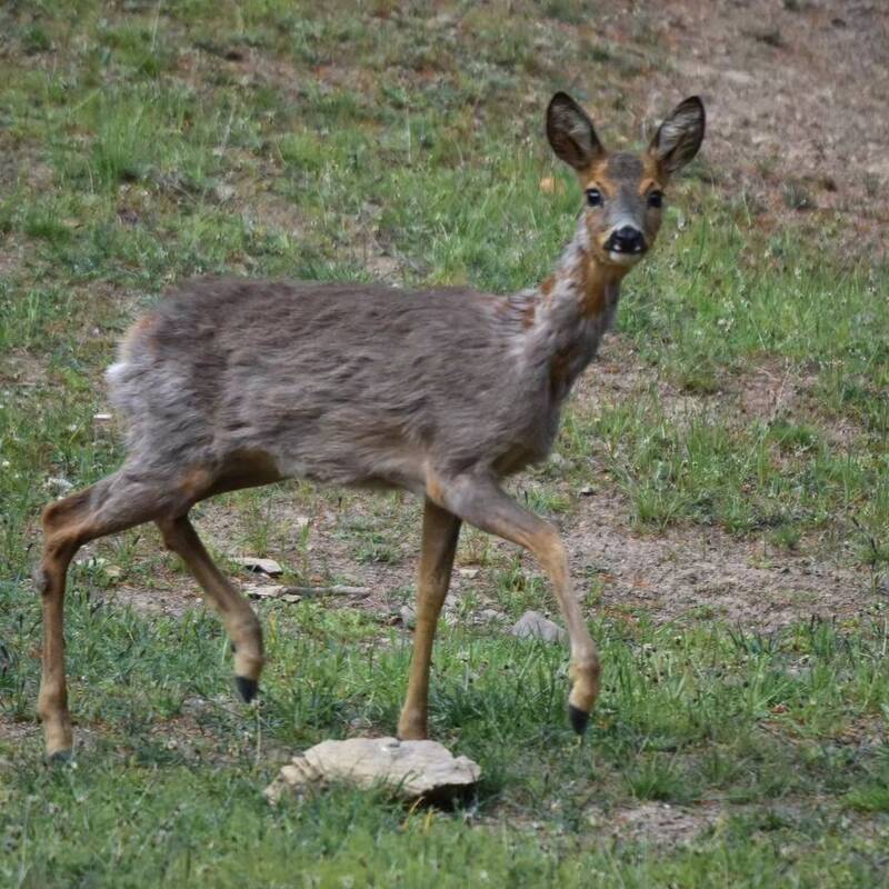 نمایی خیلی نزدیک از زندگی حیوانات وحشی!+ عکس