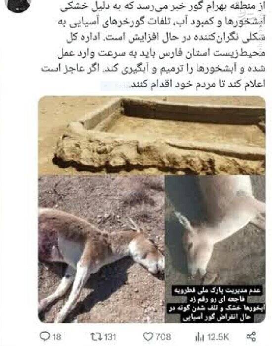  اصل ماجرای مرگ گورخرهای ایرانی چیست؟+ عکس
