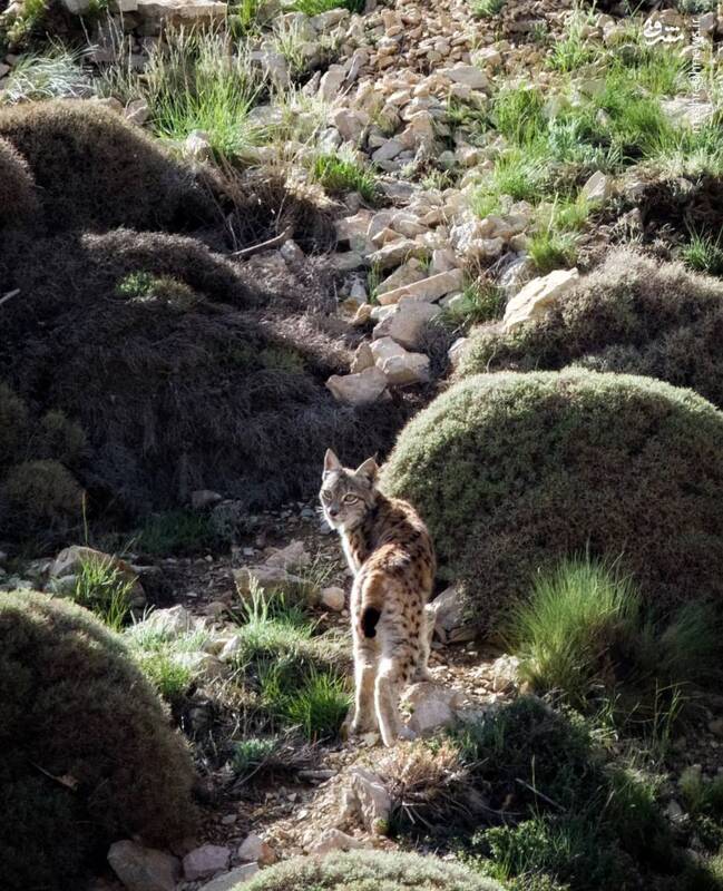 این گربه سان کوچک میتونه گوزن شکار کنه! +عکس