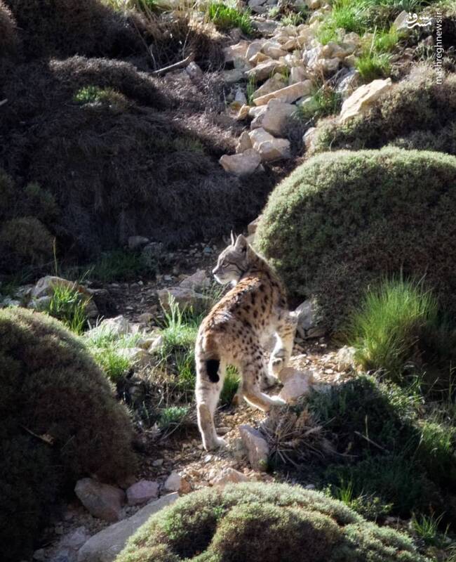 این گربه سان کوچک میتونه گوزن شکار کنه! +عکس