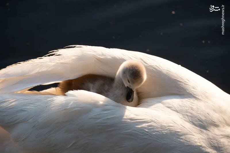 عکس/ حیات وحش در هفتهای که گذشت