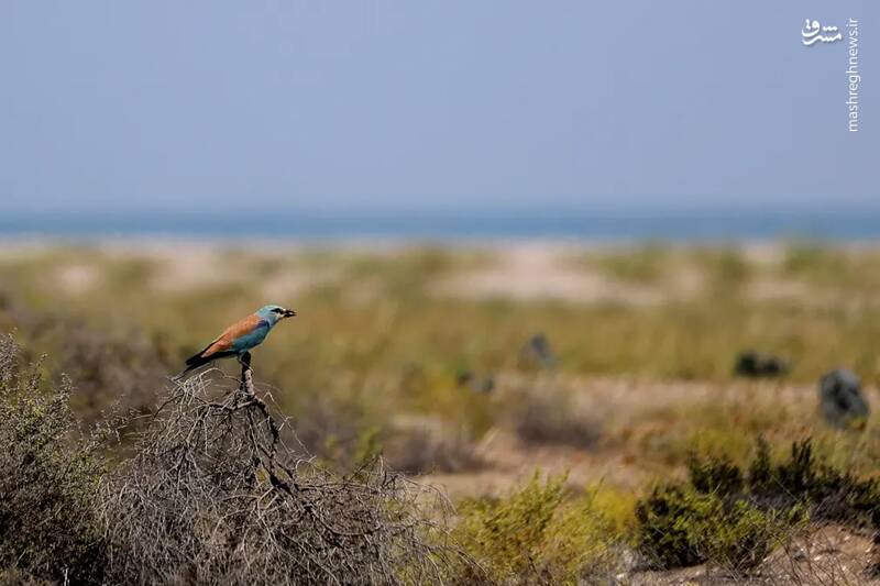عکس/ حیات وحش در هفتهای که گذشت