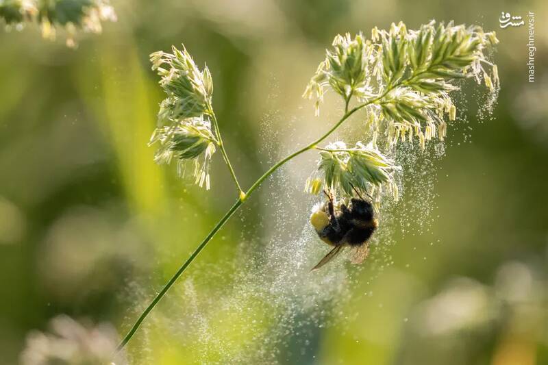 عکس/ حیات وحش در هفتهای که گذشت