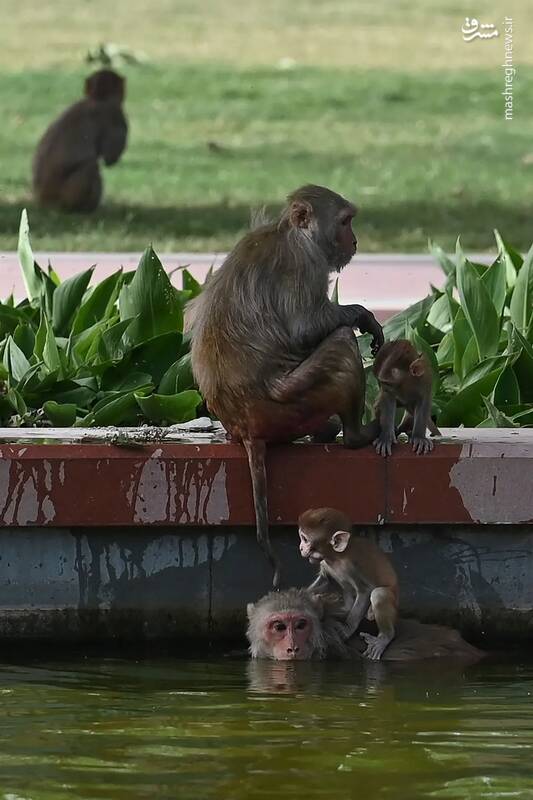 عکس/ حیات وحش در هفتهای که گذشت