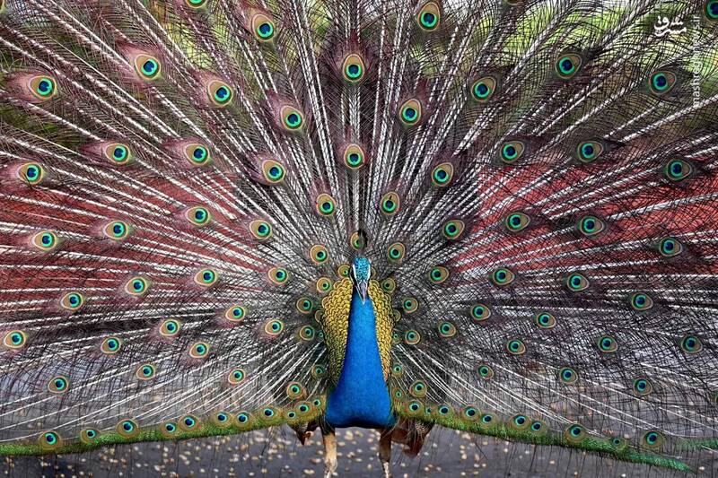 عکس/ حیات وحش در هفتهای که گذشت