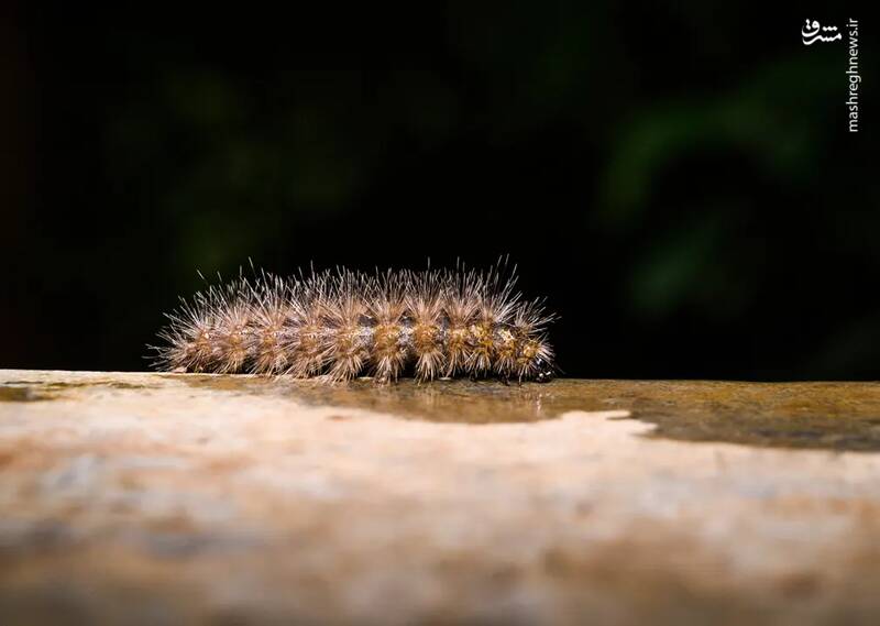 عکس/ حیات وحش در هفتهای که گذشت