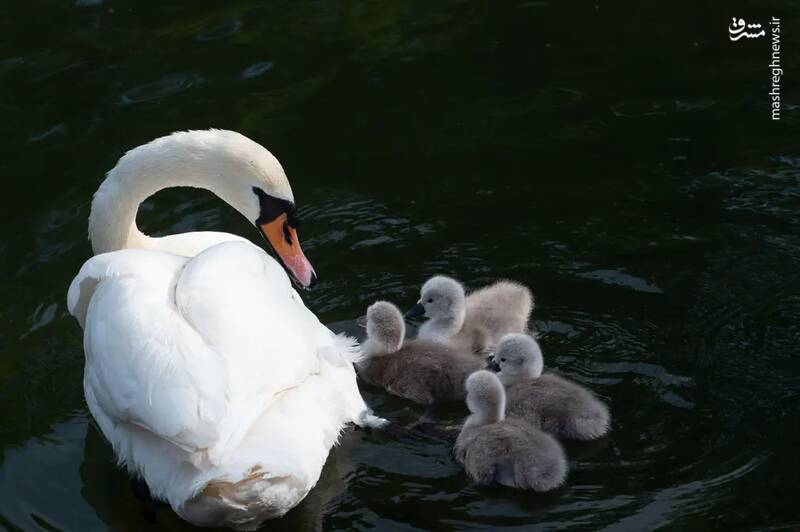 عکس/ حیات وحش در هفتهای که گذشت