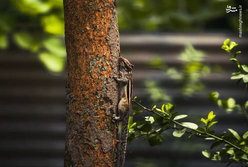 عکس/ حیات وحش در هفتهای که گذشت
