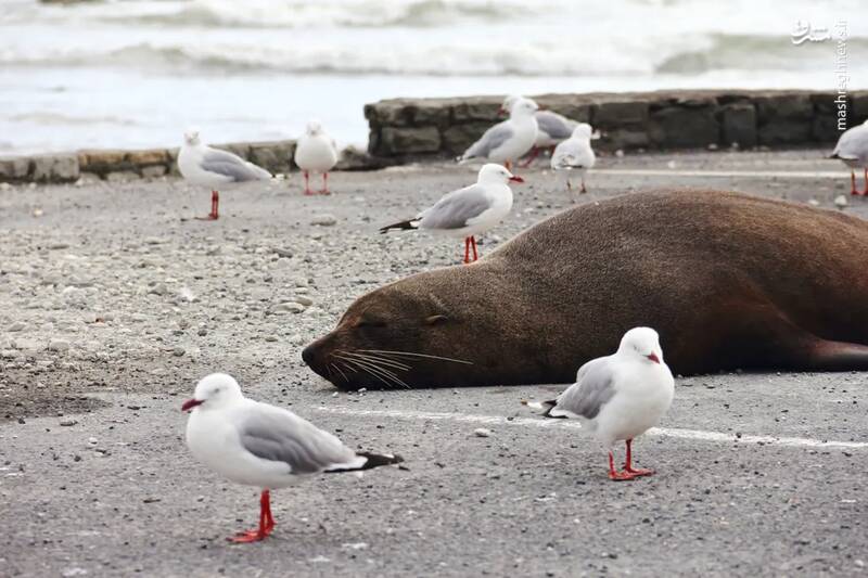 عکس/ حیات وحش در هفتهای که گذشت